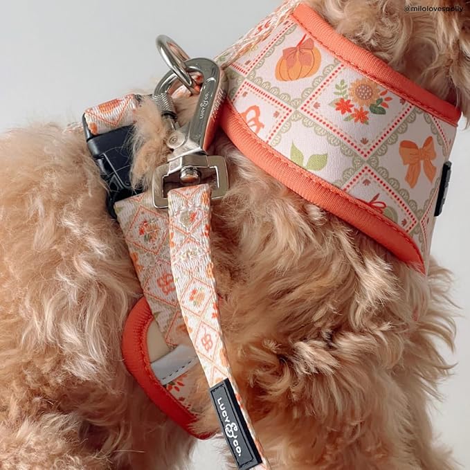 Lucy & Co. 5 Foot Designer Dog Leash for Small, Medium or Big Dogs or Puppies Puppy – Pet Accessories & Supplies- Small-Orange Cream Pumpkin