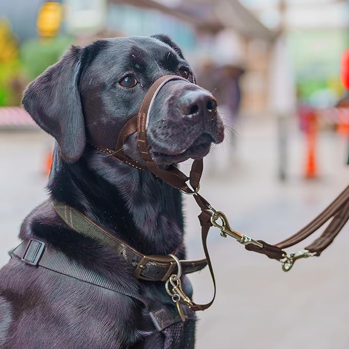 Halti Headcollar - Stop Your Dog Pulling on The Leash. Adjustable, Reflective and Lightweight, with Padded Nose Band. Dog Training Anti-Pull Collar for Medium Dogs (Size 2, Deep Walnut)