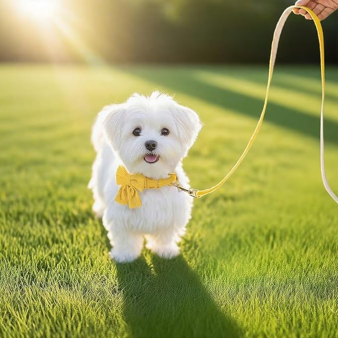 Dog Collar and Leash Set with Bowtie, Girl Dog Collars Metal Buckle Adjustable for Small Medium Dogs (Yellow, M: Neck 13"-22" Leash 5 FT)