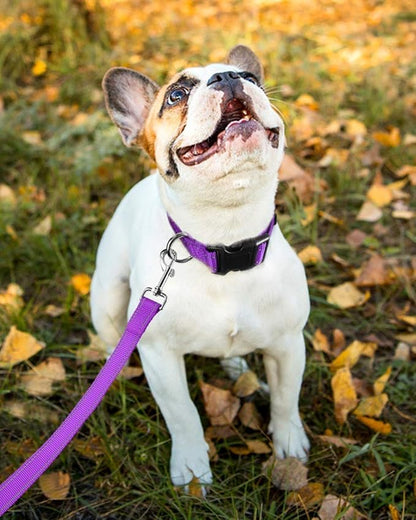 Reflective Dog Collar with Buckle Adjustable Safety Nylon Collars for Small Medium Large Dogs, Purple S