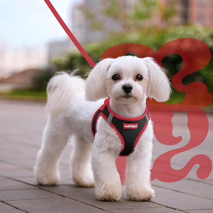 rabbitgoo Dog Harness Small Sized and Leash Set, Step-in Breathable Pet Harness, Soft Walking Reflective Puppy Vest for Small Dogs, Black & Red, M