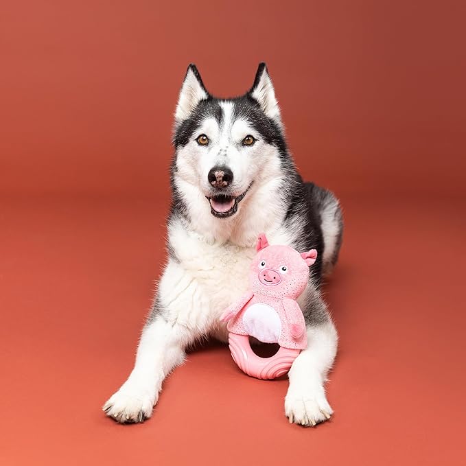 Fringe Studio Rubber Dog Toy, GET Piggy with IT, Pet Shop Collection (519056)