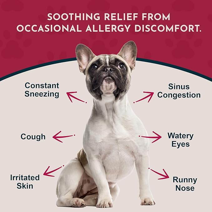 Animal Essentials Seasonal Allergy Treatment for Dogs - Liquid Herbal Support for Dogs & Cats, Wellness Supplement for Sensitive Skin & Seasonal Comfort, Licorice Tincture, 100% Organic - 1 fl oz