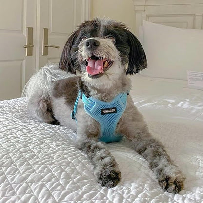 Best Pet Supplies Voyager Adjustable Step-in Flex Breathable Mesh Dog Harness for Small Medium Large Dogs Leash Set (Baby Blue), L