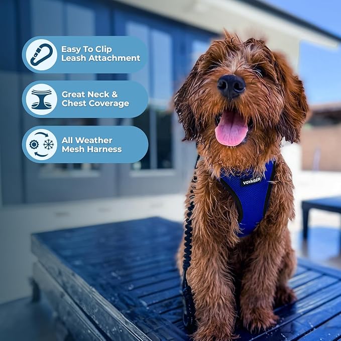 Best Pet Supplies Voyager Step-in Air Harness - All Weather Mesh, Reflective, No Pull Harness for Dogs, Cats - Secure with Hook & Loop Fastener, Buckle, Double D-Rings - Royal Blue/Black Trim, XXS