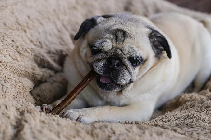 Top Dog Chews 6" Bully Sticks - 25 Pack, 1.3 LB Bag, All Natural, Roasted, Sourced from Free Range Beef, High Protein, Low Fat Dog Chews for Healthy Teeth, Gums & Chewing Satisfaction.