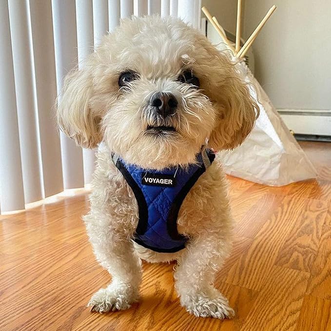 Best Pet Supplies - All Weather Plush, Reflective, No Pull Harness for Small, Medium Dogs, Cats - Secure with Hook & Loop Fastener, Buckle, Double D-Rings - Royal Blue Faux Leather, XS