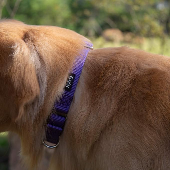 Hyhug Martingale Collar for Dogs Small Purple |Escape - Proof Heavy Duty Nylon Durable No Buckle, Ideal for Training & Daily Walks
