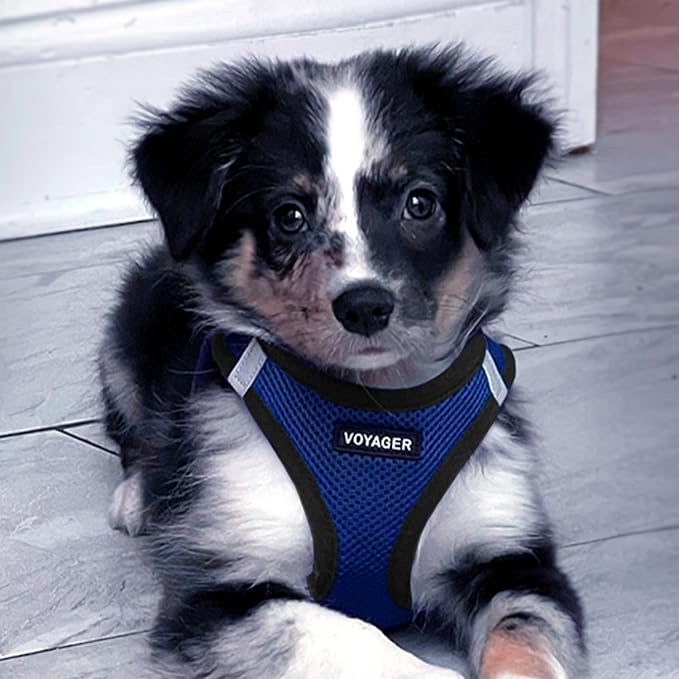 Best Pet Supplies Voyager Step-in Air All Weather Mesh Harness and Reflective Dog 5ft Leash Combo with Neoprene Handle, for Small, Medium and Large Breed Puppies - Set (Royal Blue/Black Trim), X-Large