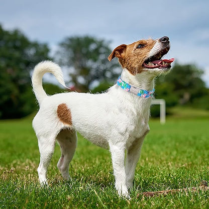 Unique Style Paws Metal Buckle Banana Leaves Dog Collar, Durable & Cute, Suitable for Small, Medium & Large Dogs, Unique Design, Superior Craftsmanship, Exceptional Customer Service