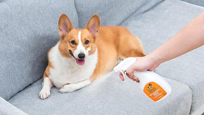 Wags & Wiggles No Marking Deterrent Training Spray for Dogs - Indoor Dog Pee Repellent & Behavior Aid, Anti Pee & Urine Deterrent, No More Marking, Ideal for Potty Training, 16 Fl Oz