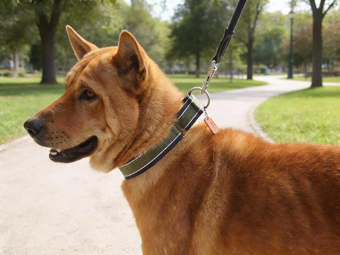 Martingale Collar 1.5 Inch Wide 1600D Extra Strong Anti Escape Nylon Dog Collar, No Pull Heavy Duty Dog Collar with 3-Color Stripe for Medium Dogs (M, Army Green & Gray)