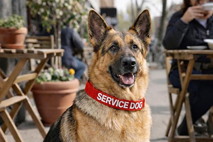 Service Dog Collar & Emotional Support Animal (ESA) Collar with Metal ID Tag + 3 Information Cards – Adjustable Heavy-Duty Nylon | ALL ACCESS CANINE