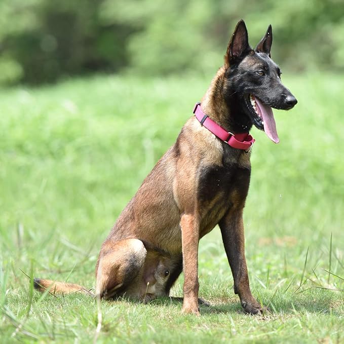 Hyhug Martingale Collar for Dogs Small Pink |Escape - Proof Heavy Duty Nylon Durable No Buckle, Ideal for Training & Daily Walks