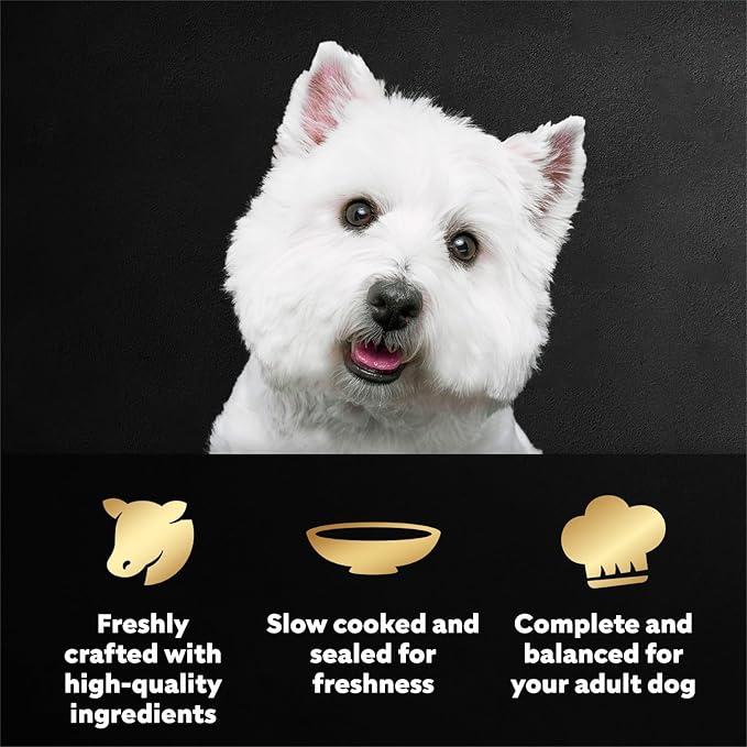 Cesar Filets in Gravy Wet Dog Food, Angus Beef Flavor, 1.76 oz. Mini-Pouch, 20 Count
