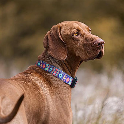 QQPETS Adjustable Soft Dog Collar: Print Flower Pink Multicolor Cute Patterns for XS Small Medium Large Pet Girl Boy Puppy Walking Running Training