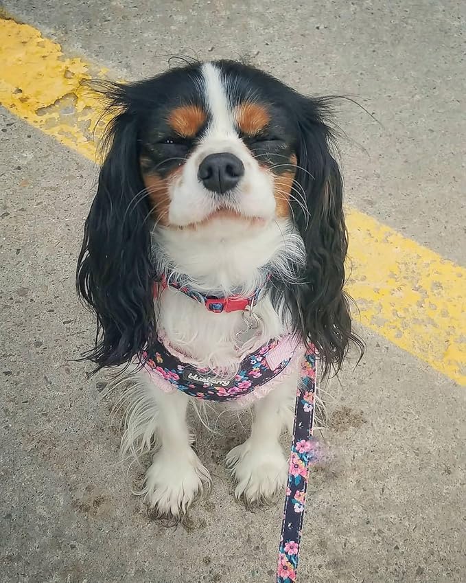 Blueberry Pet Made Well Elegant Floral Print Adjustable Dog Collar in Sleek Black with Pink Artificial Silk Flower, Small, Neck 12"-16"