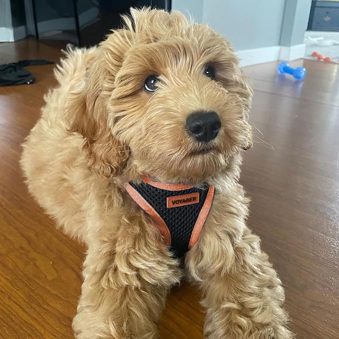 Best Pet Supplies Voyager Step-in Air All Weather Mesh Harness and Reflective Dog 5ft Leash Combo with Neoprene Handle, for Small, Medium and Large Breed Puppies - Set (Black/Orange Trim), Large