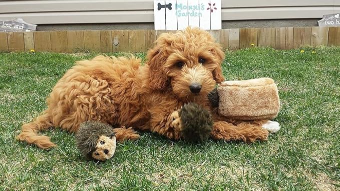 ZippyPaws Burrow Replacement Miniz - Interactive Dog & Puppy Toys for Boredom, Stimulating Pet Products to Keep Them Busy, Plush Refills for Hide & Seek Puzzle, Squeaky Toy for Enrichment - Hedgehogs