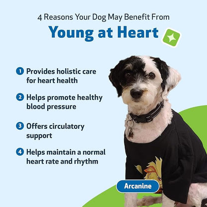 Pet Wellbeing Young at Heart for Dogs - Senior Heart Health Support, Cardiovascular Wellness with Hawthorn & Motherwort - NASC Certified & Vet-Formulated - 2 oz Liquid Formula