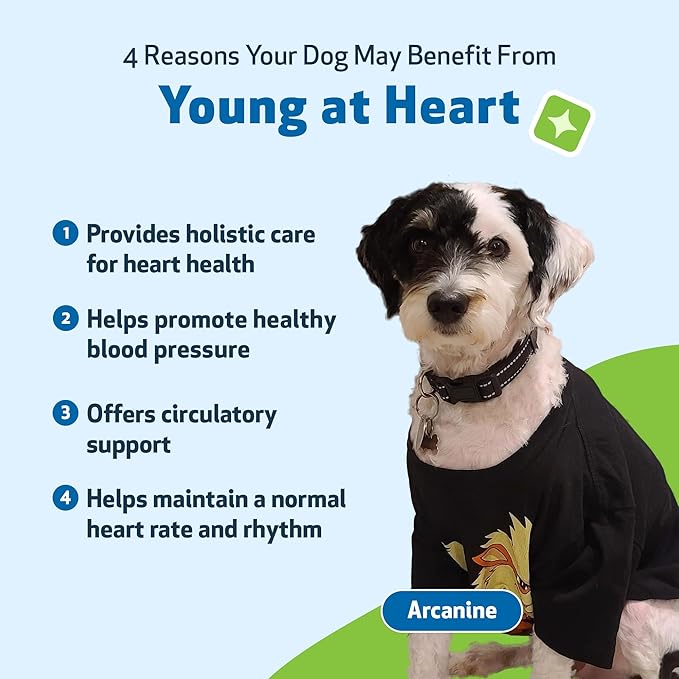 Pet Wellbeing Young at Heart for Dogs - Senior Heart Health Support, Cardiovascular Wellness with Hawthorn & Motherwort - NASC Certified & Vet-Formulated - 4 oz Liquid Formula