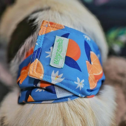 wegreeco Washable Male Dog Belly Band (Stylish Pattern)- Pack of 3 - Washable Male Dog Belly Wrap, Dog Diapers Male (Fruit, Small)