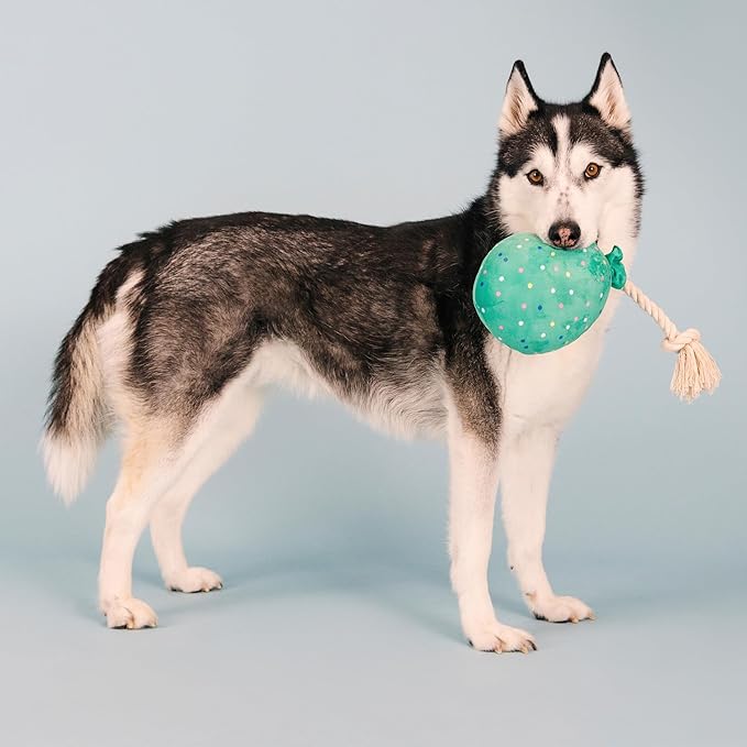 Fringe Studio Plush Dog Toy, I Pawty, You Pawty, Pet Shop Collection (314210)
