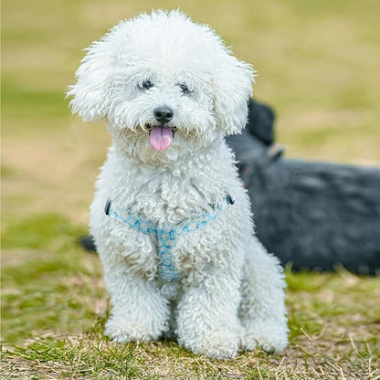 QQPETS Dog Harness Leash Set Adjustable Heavy Duty No Pull Halter Harnesses for Small Medium Large Breed Dogs Back Clip Anti-Twist Perfect for Walking