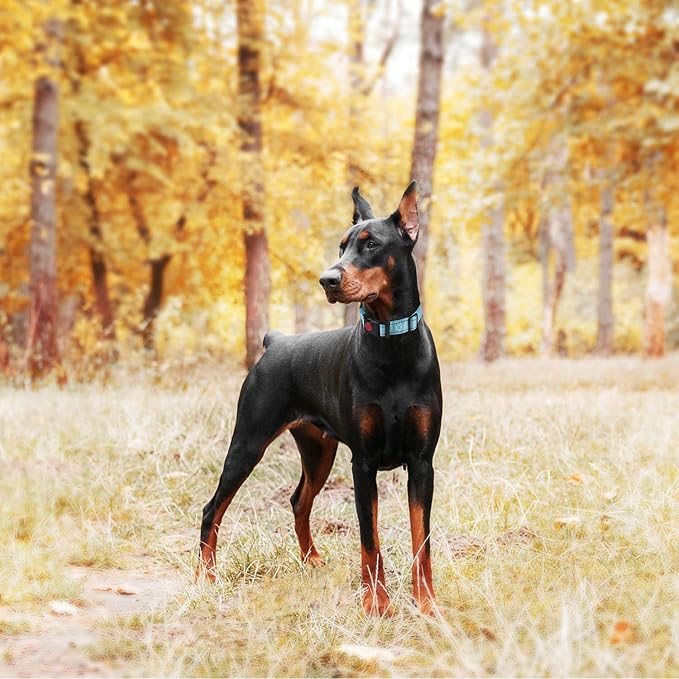 haapaw Martingale Dog Collar with Quick Release Buckle Reflective Dog Training Collars for Small Medium Large Dogs