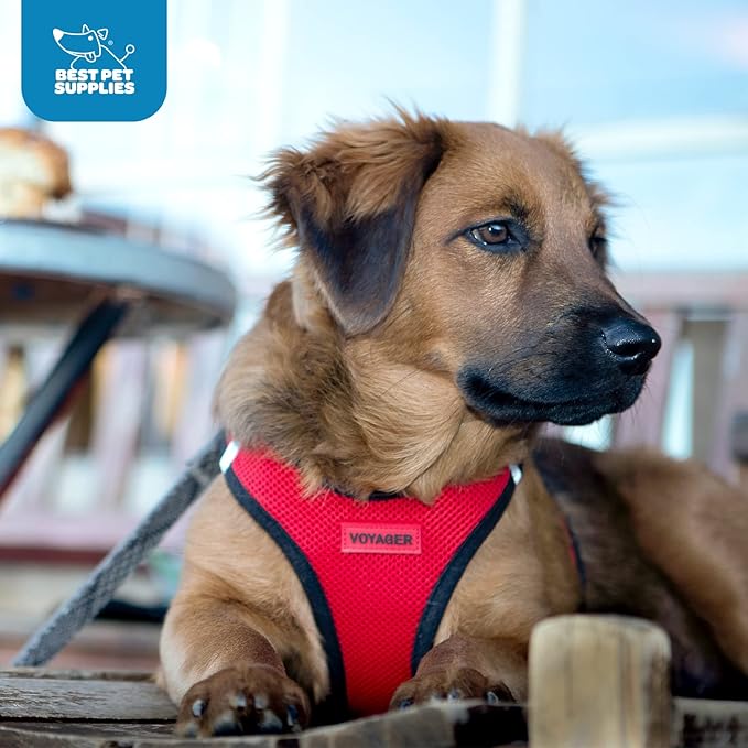 Best Pet Supplies Voyager Step-in Air Harness - All Weather Mesh, Reflective, No Pull Harness for Dogs, Cats - Secure with Hook & Loop Fastener, Buckle, Double D-Rings - Blue, XXXS