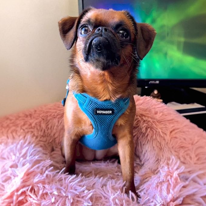 Best Pet Supplies Voyager Adjustable Step-in Flex Breathable Mesh Dog Harness for Small Medium Large Dogs Leash Set (Turquoise), M