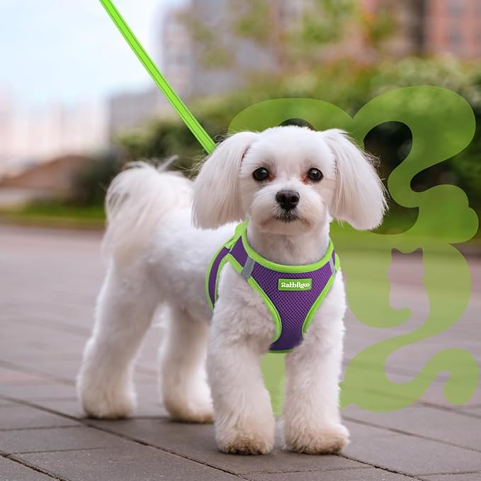 rabbitgoo Dog Harness Small Sized and Leash Set, Step-in Breathable Pet Harness, Soft Walking Reflective Puppy Vest for Small Dogs, Purple & Green, M