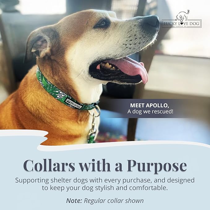 Lucky Love Dog Martingale Collar, Premium No Slip Martingale Collar for Small Boy Dogs, Great for Whippets, Greyhounds, and More (Small, Blue Laguna)