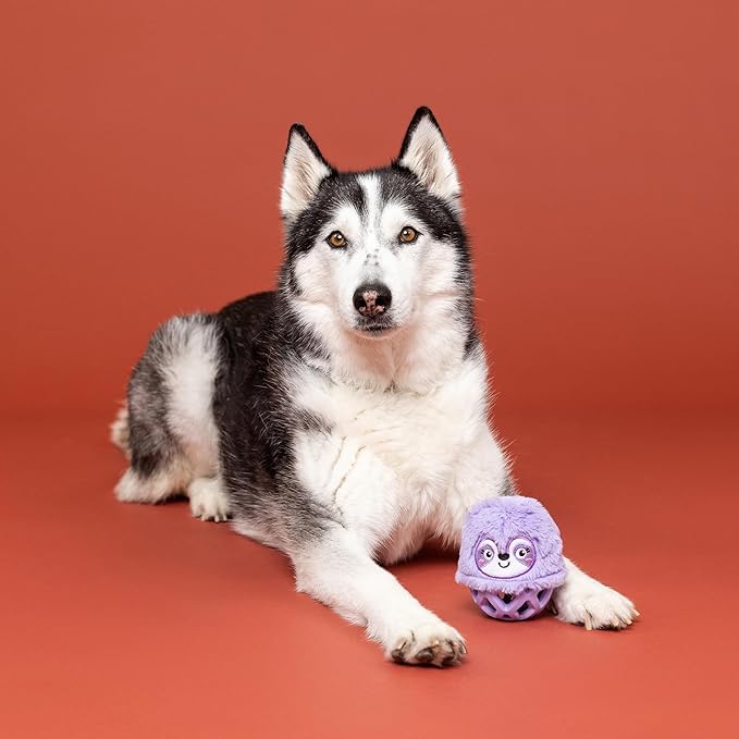 Fringe Studio Rubber Dog Toy, NOT Fast NOT Furious, Pet Shop Collection (519053)
