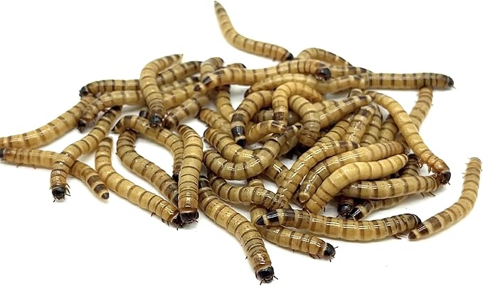 Live Superworms - 200 Large 1.75"- 2"+ - Live Arrival Guaranteed (Hold for Pickup)