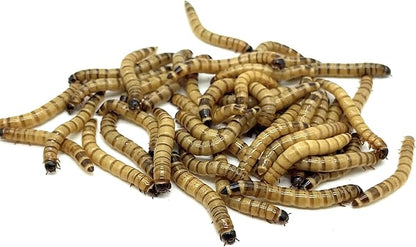 Live Superworms - 200 Large 1.75"- 2"+ - Live Arrival Guaranteed (Hold for Pickup)