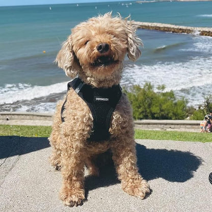 Best Pet Supplies - All Weather Mesh / Plush, Reflective, No Pull Harness for Small, Medium Dogs, Cats - Secure with Hook & Loop Fastener, Buckle, Double D-Rings - Black/Black Trim, S