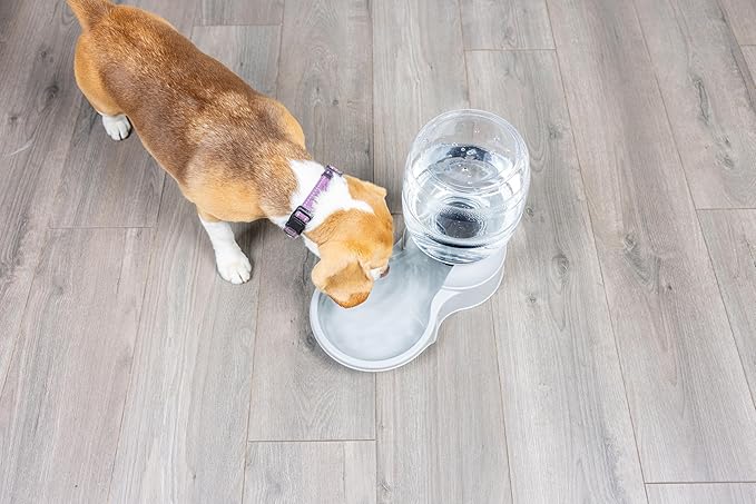 Petmate Aspen Pet Aspen Pet Lebistro Cat and Dog Water Dispenser, Made in USA, 6.75"L x 11.4"W x 11.9"H, 1 Gallon
