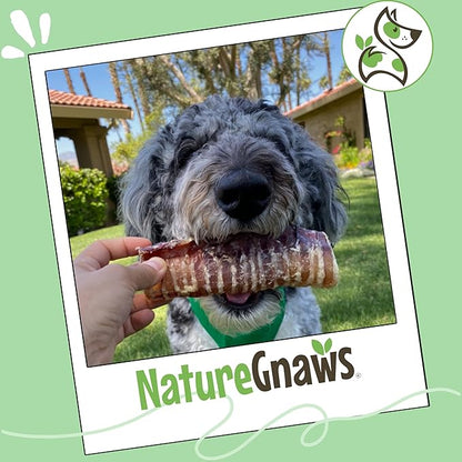 Nature Gnaws Beef Trachea Crunch Wraps for Dogs (3 Count) - Long Lasting Natural Beef Jerky Dog Chew Bones - Rawhide Free