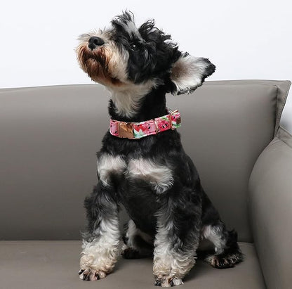 Unique Style Paws Watermelon Collar - Metal Buckle, Durable & Cute for Small, Medium & Large Dogs