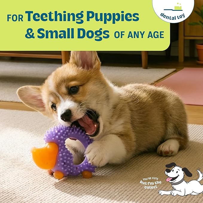 Cutie Chewies Hedgehog Dental Dog Chew Toy — Multi-Textured, Massages Gums, Floats & Bounces for Teething Puppies & Small Dogs, 5" x 3.5" x 1"