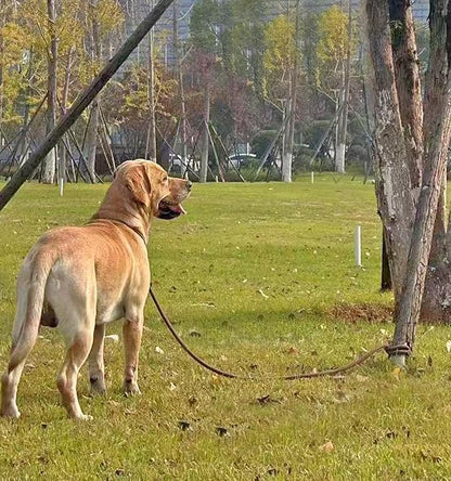 Tie Out Rope Dog Leash, Long Tether 8-10-13-15-20-25-30-35-40-50-65 FT Nylon Check Cord for Medium Large Dogs Indoor/Outdoor Playing Camping Backyard (Black, 3/8" x 40ft)