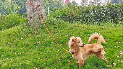 20FT Dog Tie Out Leash, Long Tether 15ft 30ft 50ft 65ft Nylon Rope Check Cord for Medium Large Dogs Indoor/Outdoor Playing Camping Backyard (Orange, 3/8")