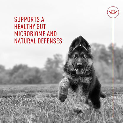 Royal Canin Probiotics for Dogs Digestive and Immune Health Powder Supplement for Dogs of All Ages, 30 Count (Pack of 2)