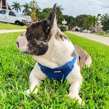 Best Pet Supplies Voyager Adjustable Step-in Flex Breathable Mesh Dog Harness for Small Medium Large Dogs Leash Set (Royal Blue), L