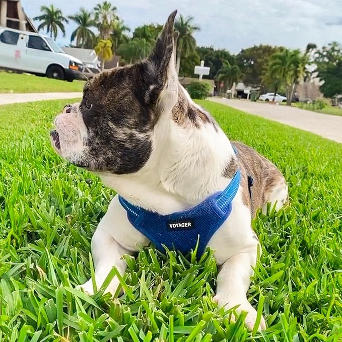 Best Pet Supplies Voyager Adjustable Step-in Flex Breathable Mesh Dog Harness for Small Medium Large Dogs Leash Set (Royal Blue), M