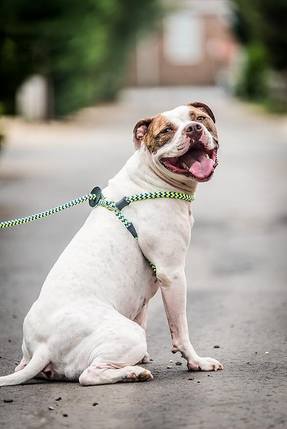 Harness Lead No Pull Dog Harness and Leash Set, Anti Pull Dog Harness, One-Piece Cushioned Rope Safely Prevents Escaping and Pulling (Medium/Large, Peacock/Blue/Lime)