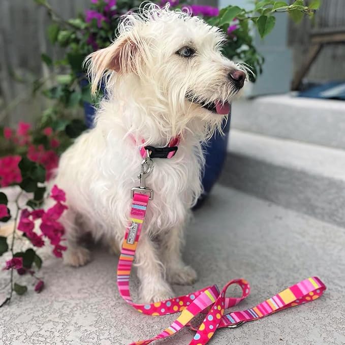 Lucky Love Dog - Easy Click Buckle Dog Collar with Leash Set Combo, Durable & Comfortable for Male & Female Dogs, Pet Collar for Small Dogs, Secure Fit - Molly Combo, Small
