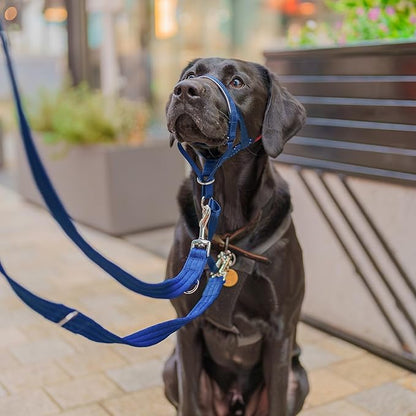 Halti Headcollar - Stop Your Dog Pulling on The Leash. Adjustable, Reflective and Lightweight, with Padded Nose Band. Dog Training Anti-Pull Collar for Medium Dogs (Size 2, Cobalt Blue)