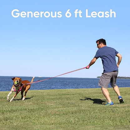 Pawtitas Blue Dog Leash 6 ft Custom ID Lead for Dogs & Puppies Reflective Comfortable Padded Handle Embroidered Name & Phone Number